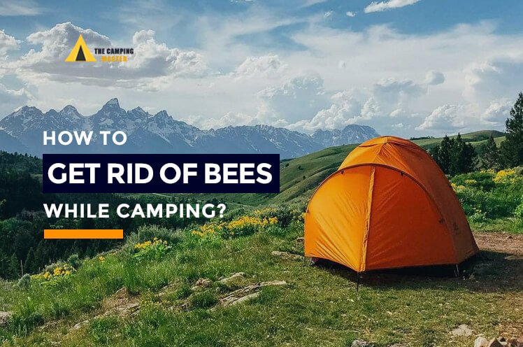 How to Get Rid of Bees While Camping