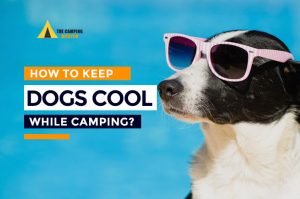 How to Keep Dog Cool While Camping? 19 Best Tips 2024-2025