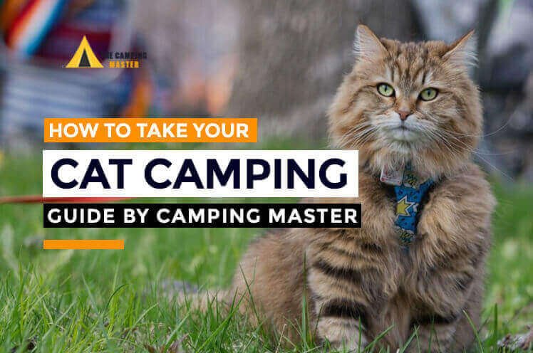 How To Take Your Cat Camping